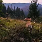 Kreitser Lazeshchyna